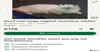 Ragdoll cats ✨Ragdoll Kittens✨ - Advert 1