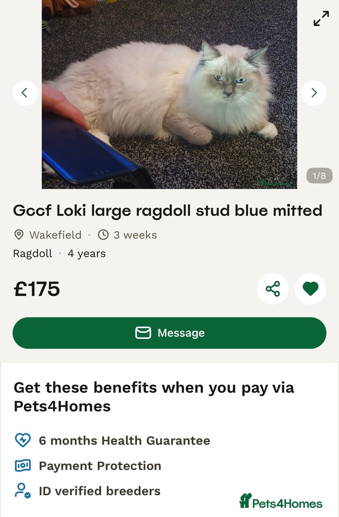 Ragdoll cats for sale: ✨Ragdoll Kittens✨ - Advert 2