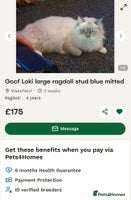 Ragdoll cats ✨Ragdoll Kittens✨ - Advert 1