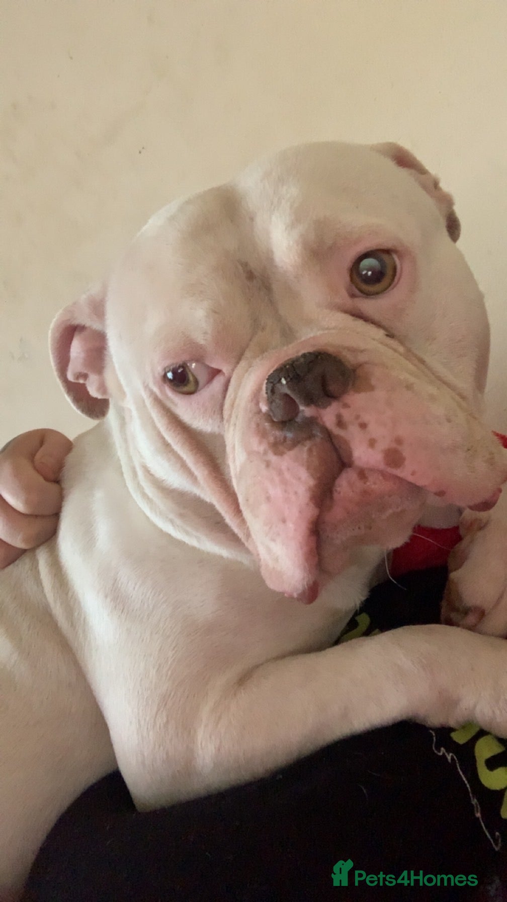 French Bulldog dogs Bulldog  - Advert 1