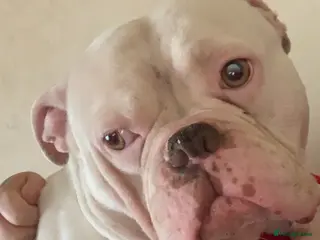 French Bulldog dogs Bulldog - Advert 1