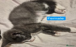 Russian Blue cats for sale: 2 Beautiful Russian Blue X kittens - Image 4