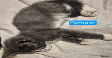 Russian Blue cats - Advert 4