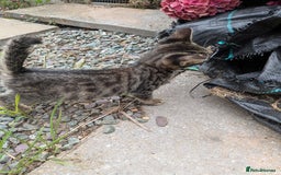 Maine Coon cats for sale: Silver tabby Maine coon x bengal - Image 2