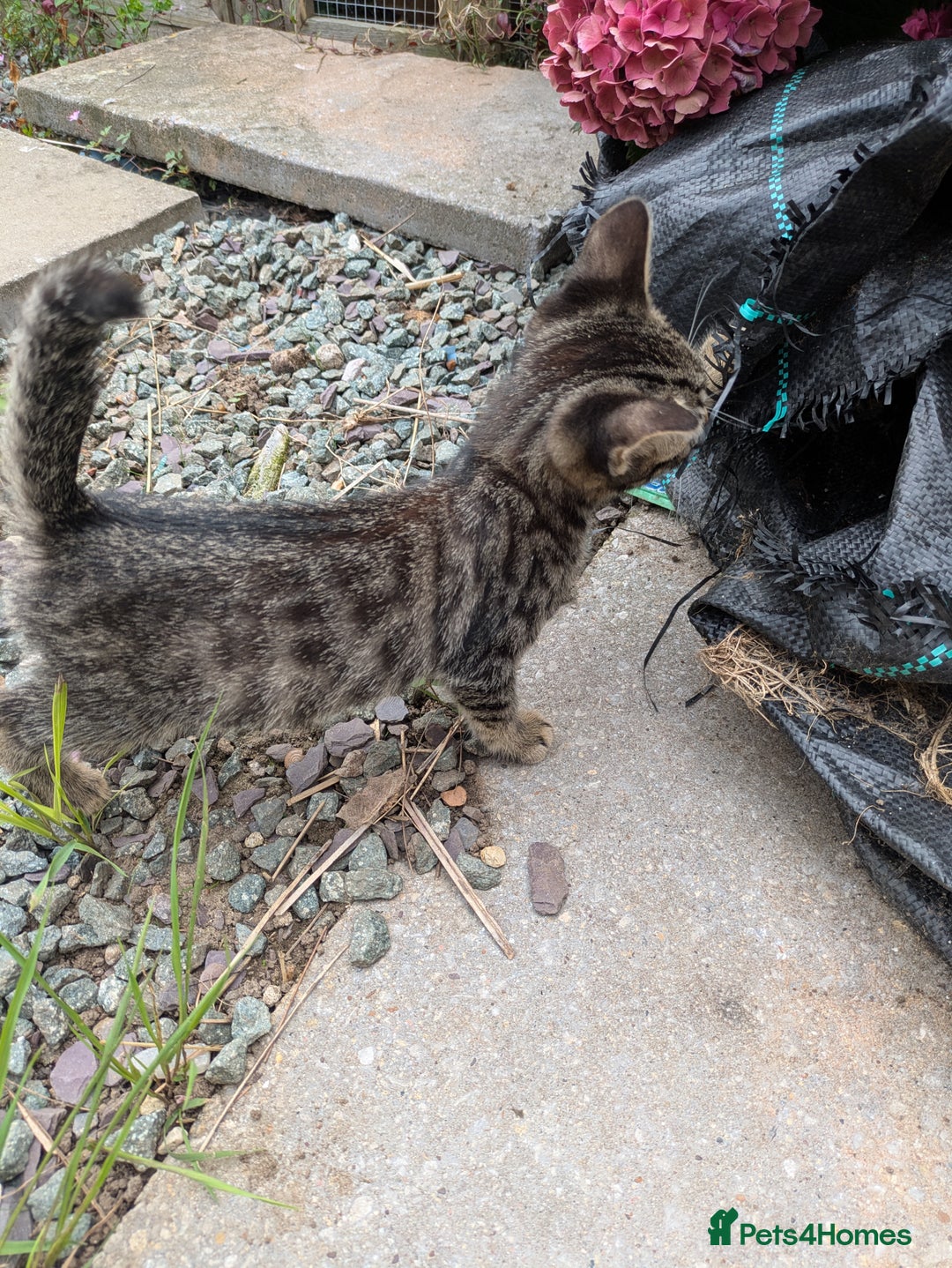 Maine Coon cats for sale: Silver tabby Maine coon x bengal - Image 2