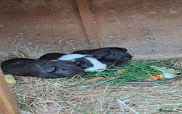 Guinea Pig rodents for sale: Baby Guinea Pigs For Sale - Image 1