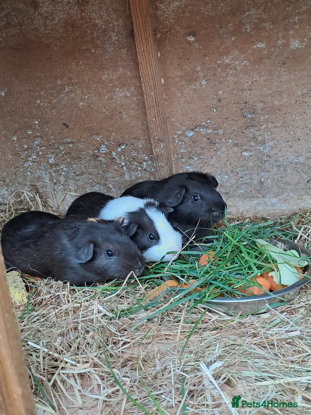 Guinea Pig rodents for sale: Baby Guinea Pigs For Sale - Image 1