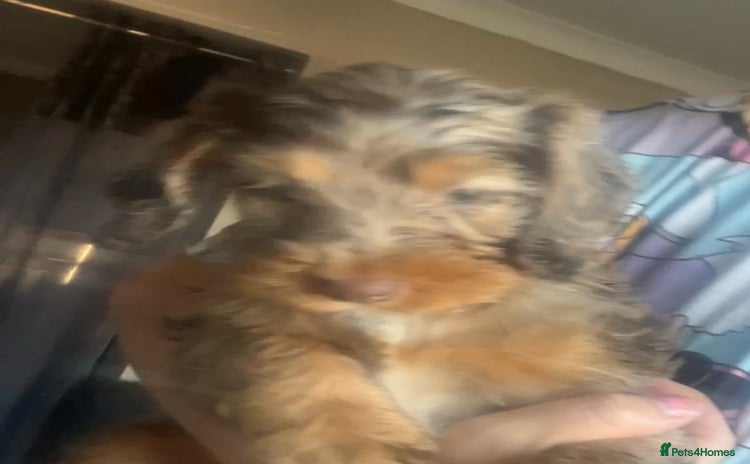Cockapoo dogs for sale - Advert 1