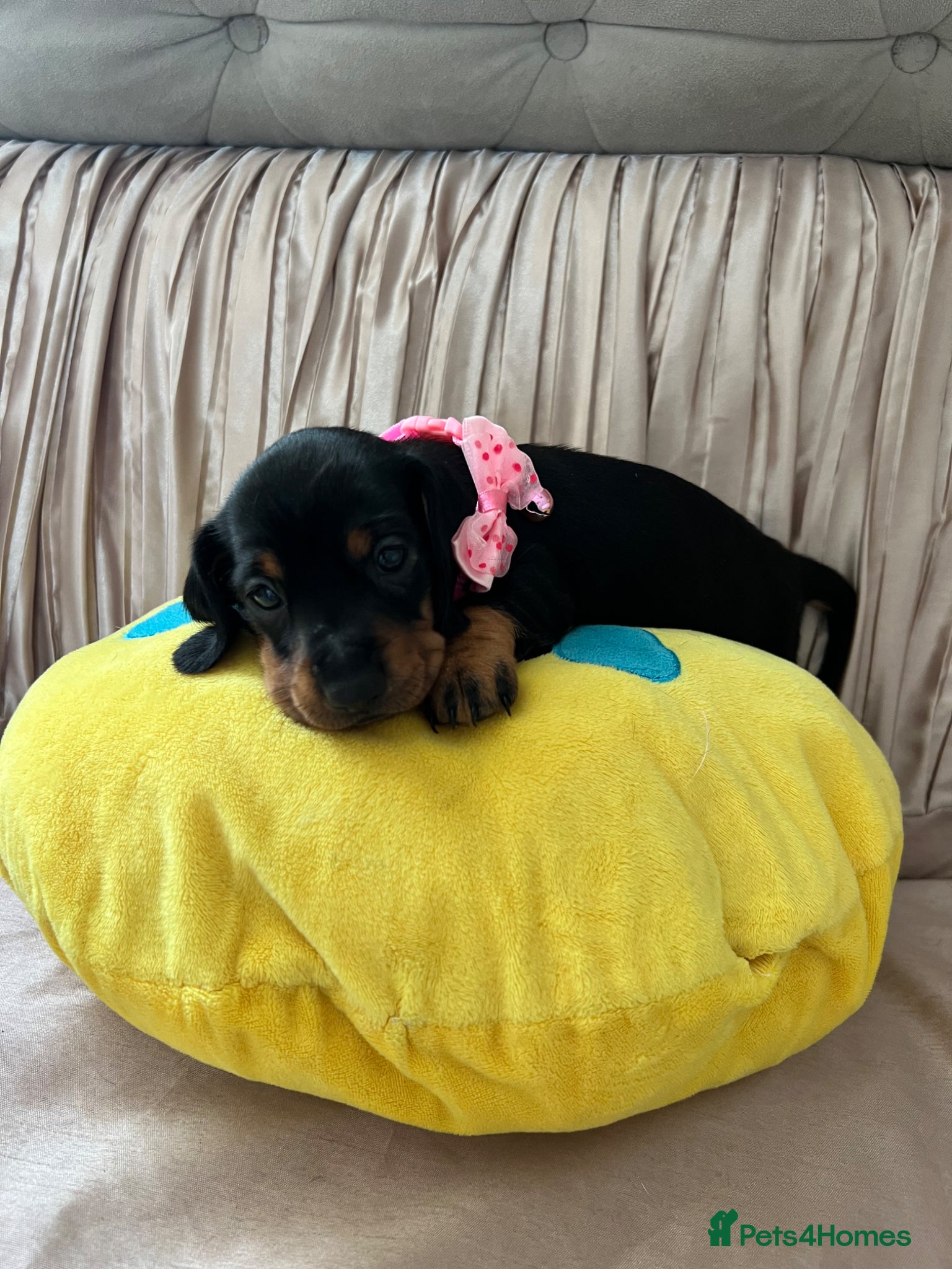 Miniature Dachshund dogs 🐶 💕1 left girl available - Advert 1