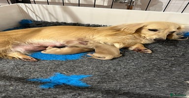 Miniature Dachshund dogs Miniature L/H Shaded Cream female - Advert 8