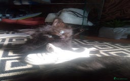 Mixed Breed cats for sale: Kittens - Image 6