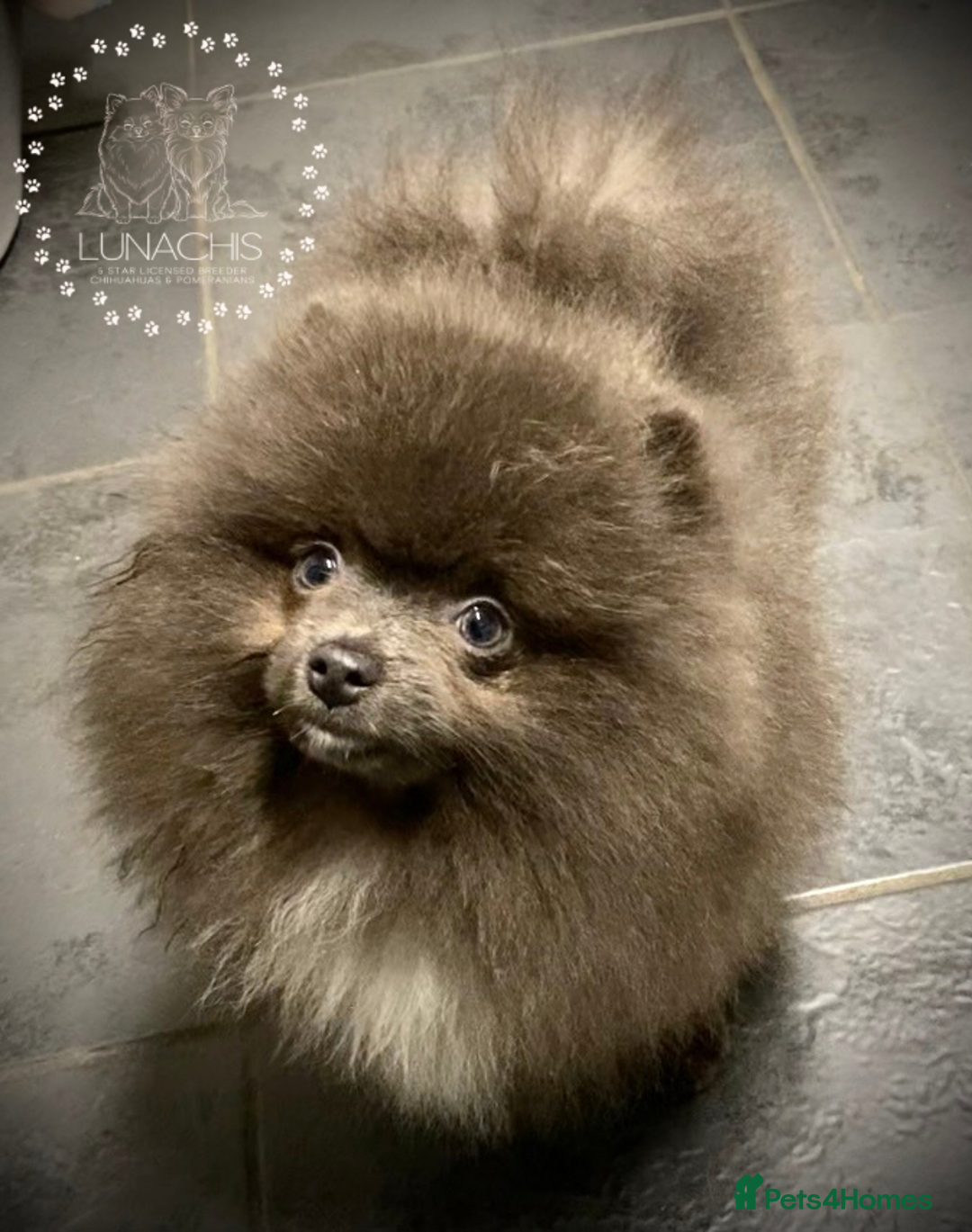 Pomeranian dogs for sale: Stunning Pomeranian puppies - Advert 6