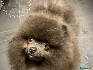 Pomeranian dogs Stunning Pomeranian puppies - Advert 8