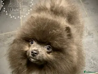 Pomeranian dogs Blue male pom puppy - Advert 18