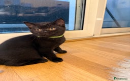 British Shorthair cats for sale: Only 2 girls left ready to go BBSH - Image 6