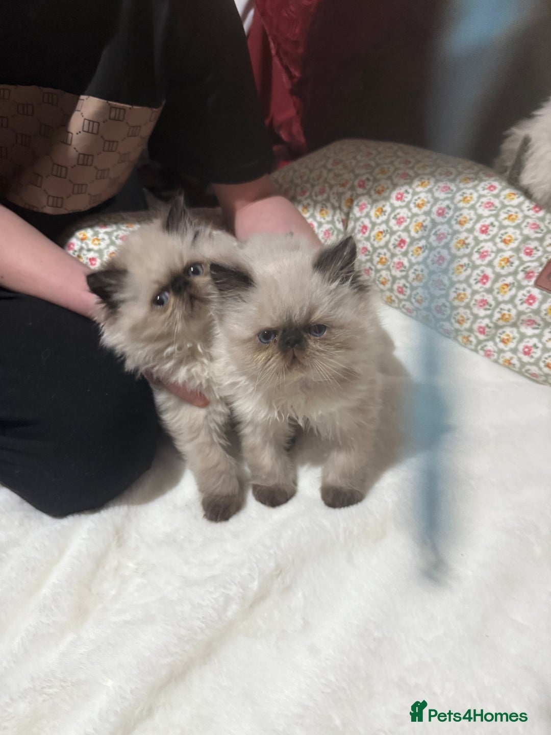 Persian cats for sale: Himalayan Persian Kittens  - Advert 4