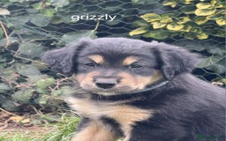 Mixed Breed dogs for sale: Golden Retrievers X Red & White Boarder Collie - Image 1