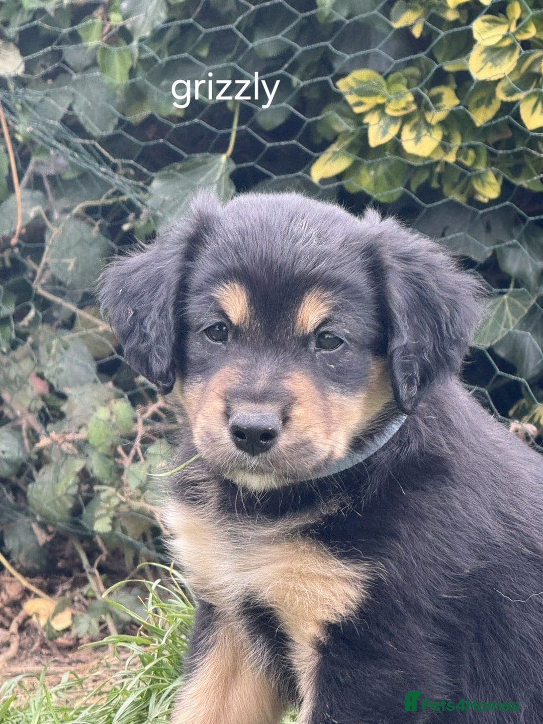 Mixed Breed dogs for sale: Golden Retrievers X Red & White Boarder Collie - Image 1