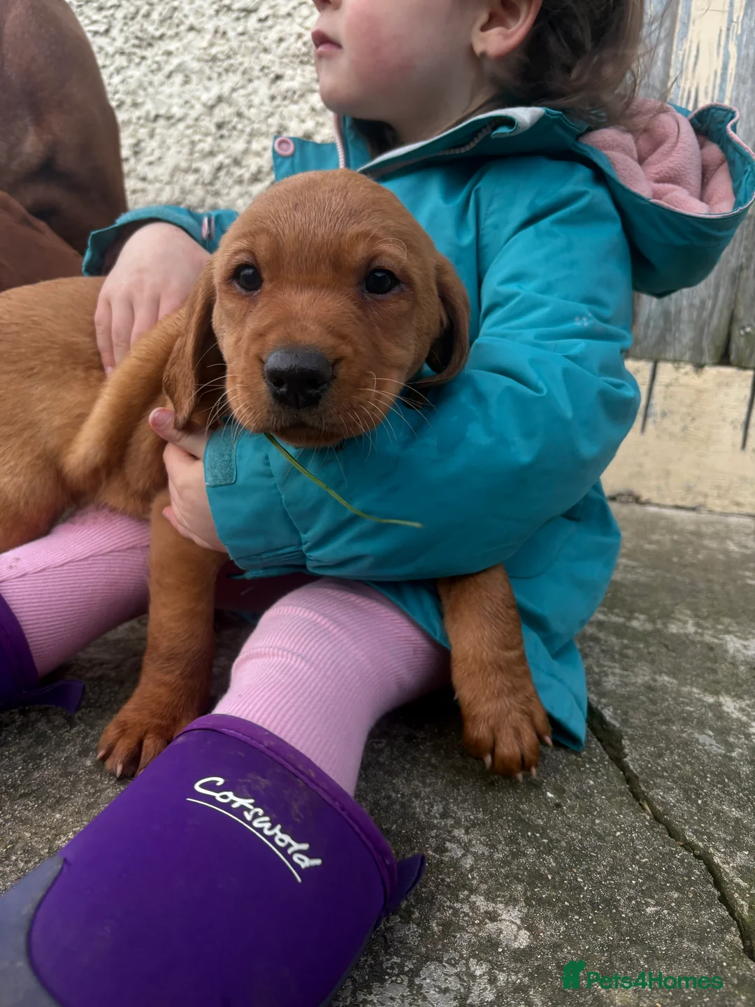 Mixed Breed dogs for sale: Vizslador pups for sale  in Newry - Advert 2