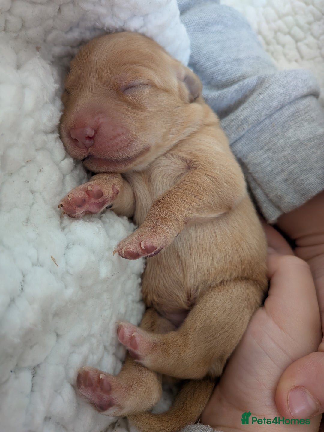 Goldador dogs for sale: Goldador puppies - all reserved  - Advert 1