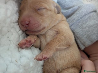 Goldador dogs - Advert 1