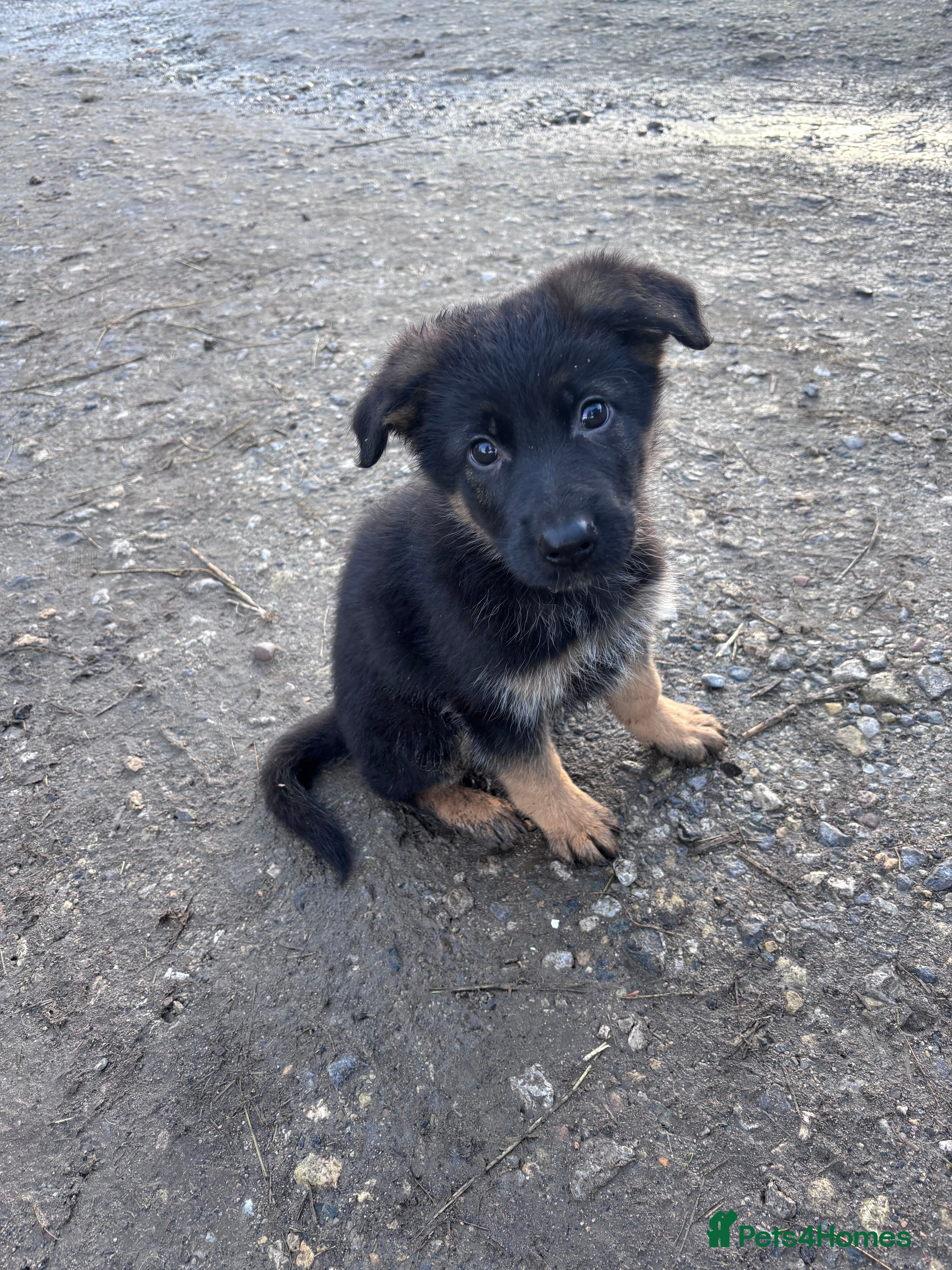 German Shepherd dogs ✨Last black and gold German shepherd puppy✨ - Advert 1