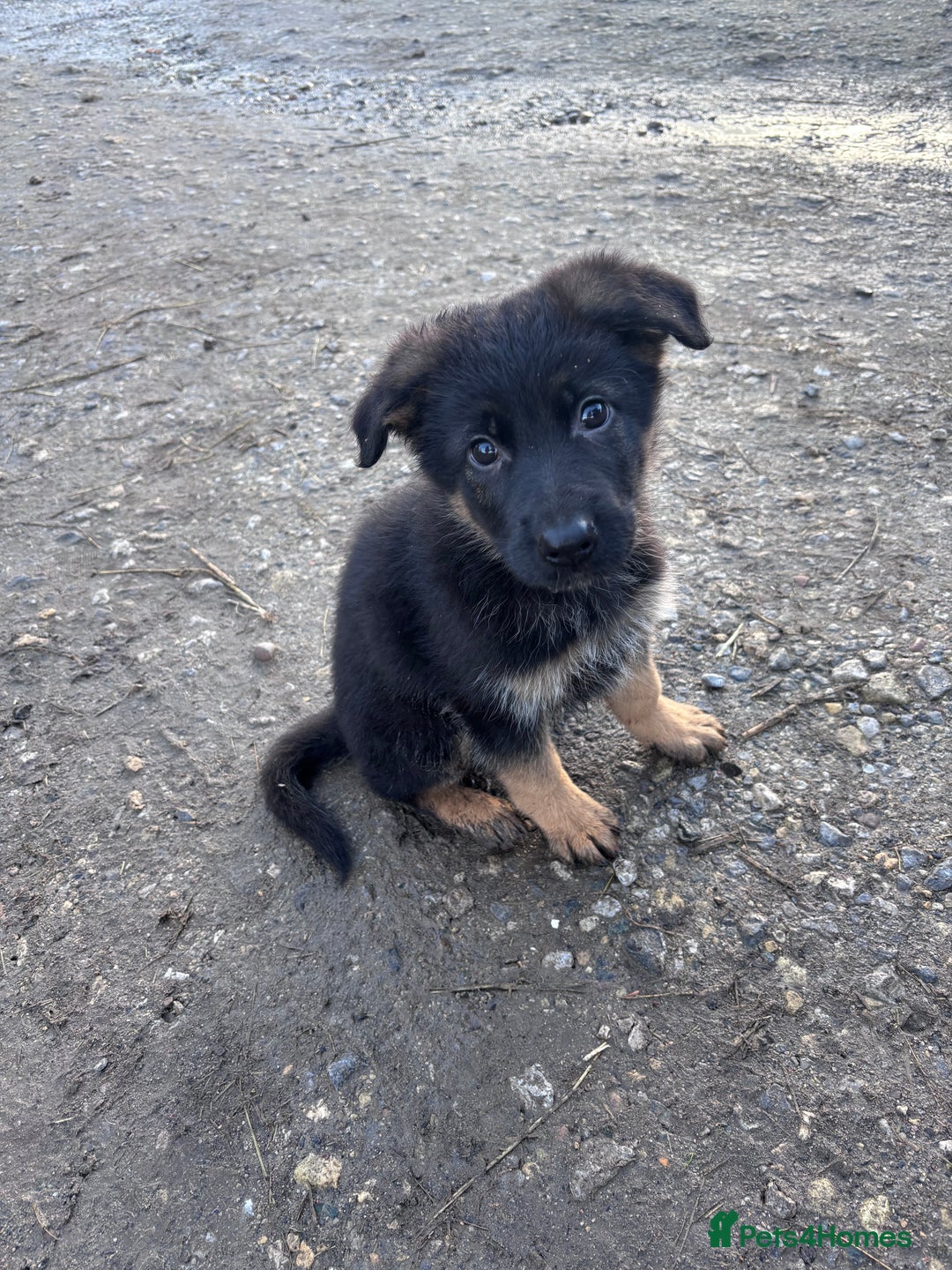 German Shepherd dogs for sale: ✨Last black and gold German shepherd puppy reduced - Advert 1