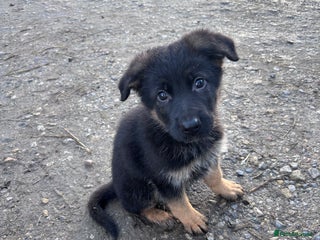 German Shepherd dogs ✨Last black and gold German shepherd puppy✨ - Advert 4