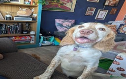 English Springer Spaniel dogs for sale: Finding a loving home for our girl - Image 3