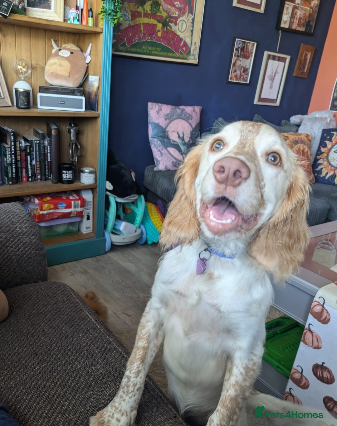 English Springer Spaniel dogs for sale: Finding a loving home for our girl - Image 3