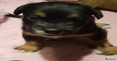 Mixed Breed dogs - Advert 4