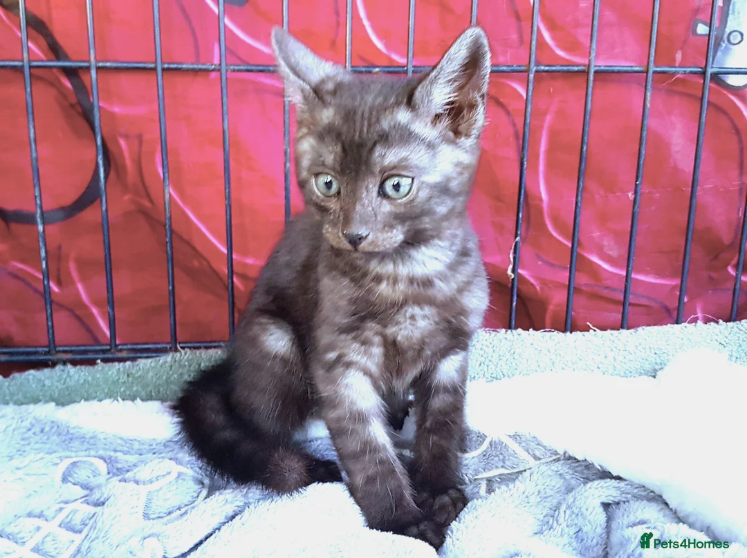 Bengal cats for sale: SMOKE CHARCOAL SILVER BENGAL MIX KITTENS - Advert 2