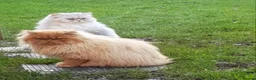 Persian cats for sale: BEAUTIFUL DOLL FACE FULL PERSIAN LONG HAIR KITTEN - Advert 14