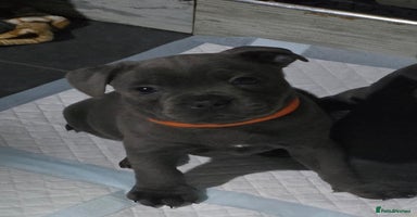 Staffordshire Bull Terrier dogs - Advert 6