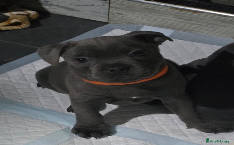 Staffordshire Bull Terrier dogs - Advert 4