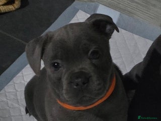 Staffordshire Bull Terrier dogs - Advert 5