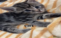 Mixed Breed cats for sale: Mixed breed Kittens for sale  - Image 4