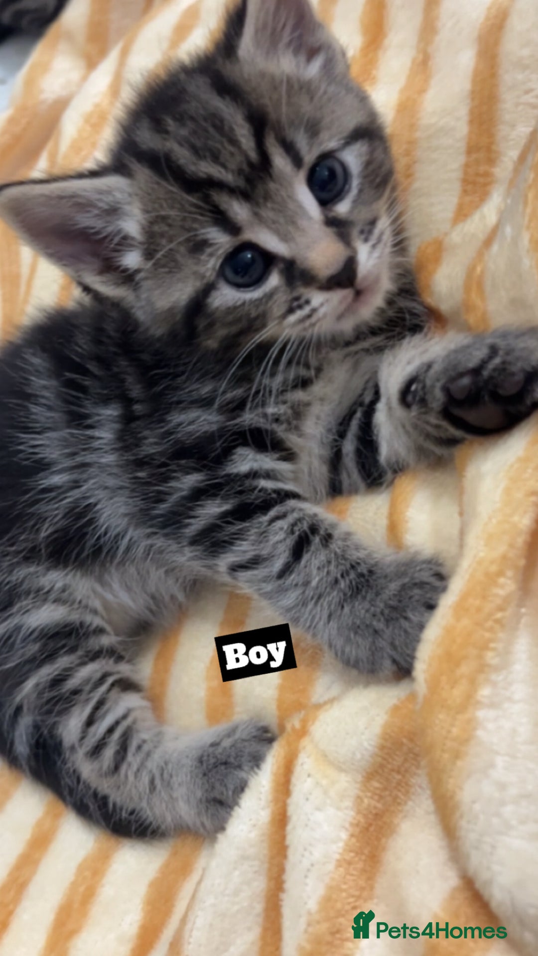 Mixed Breed cats for sale: Mixed breed Kittens for sale  - Image 4