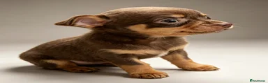 Chihuahua 4