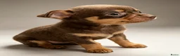 Chihuahua dogs for sale: KC Registered Chihuahua Puppies - Advert 2