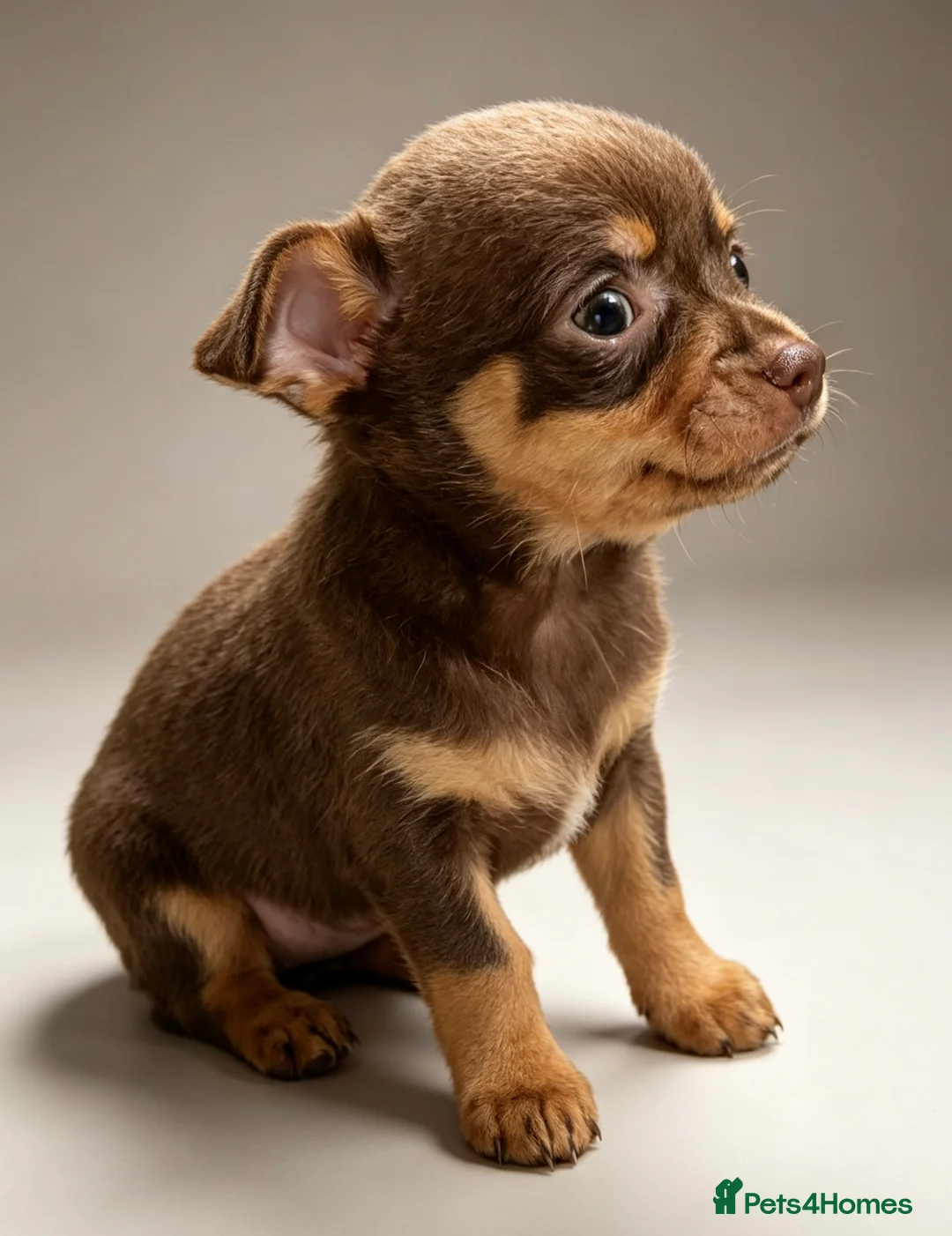 Chihuahua dogs for sale: KC Registered Chihuahua Puppies - Advert 2