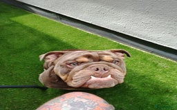 English Bulldog dogs for sale: GHOST - English bulldog  - Image 3