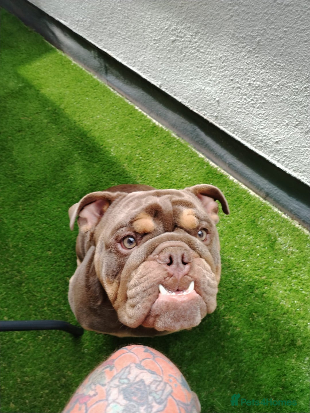 English Bulldog dogs for sale: GHOST - English bulldog  - Image 3
