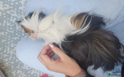 Guinea Pig rodents for sale: Beautiful guinea pigs  - Image 3