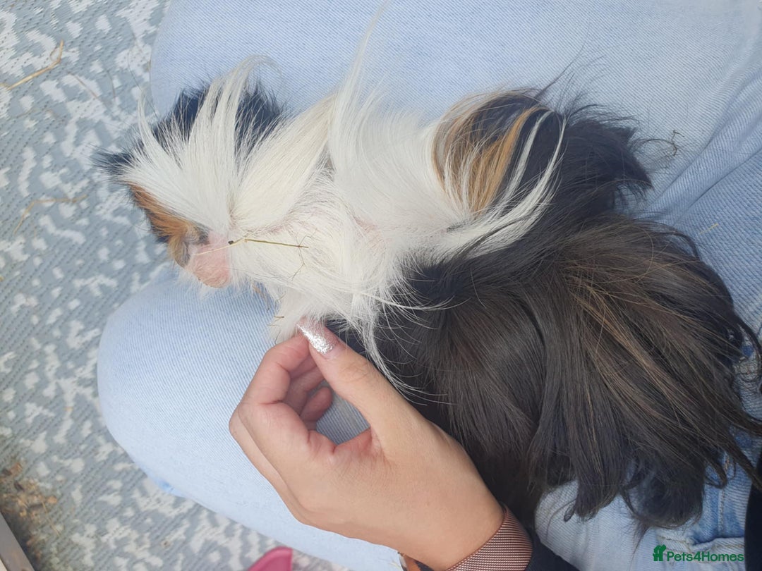 Guinea Pig rodents for sale: Beautiful guinea pigs  - Image 3