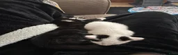 Mixed Breed cats for sale: Binksy and Bobo - Advert 5