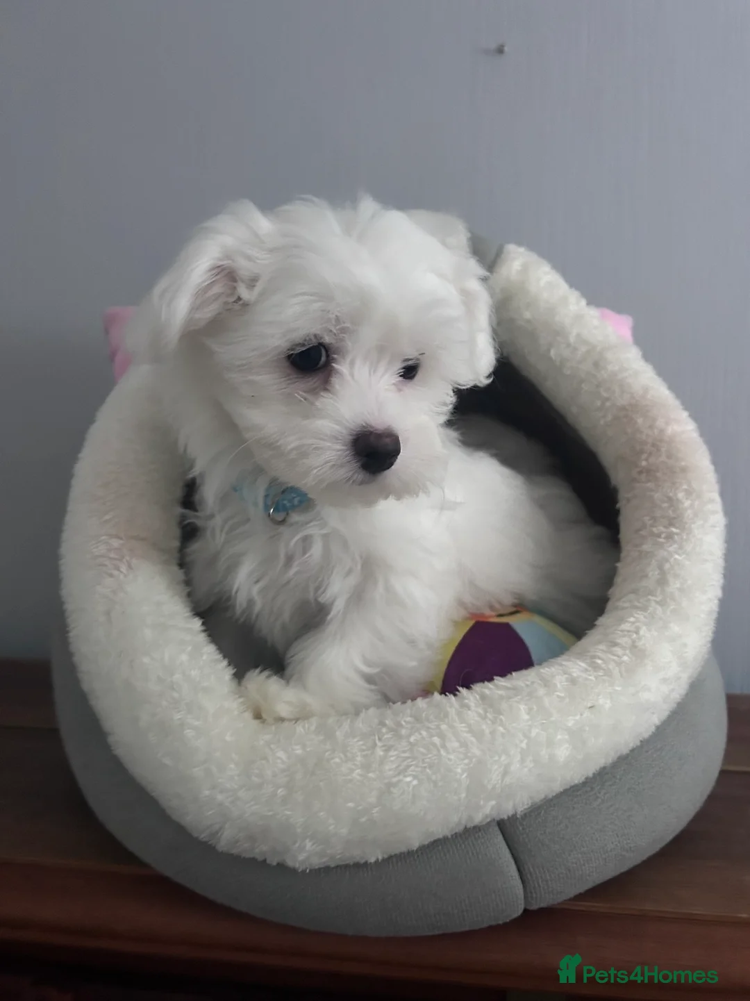 Maltese dogs for sale: Exceptional Maltese Puppies  - Advert 7