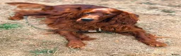Irish Setter dogs for stud: Ronnie the Red Setter  - Advert 2