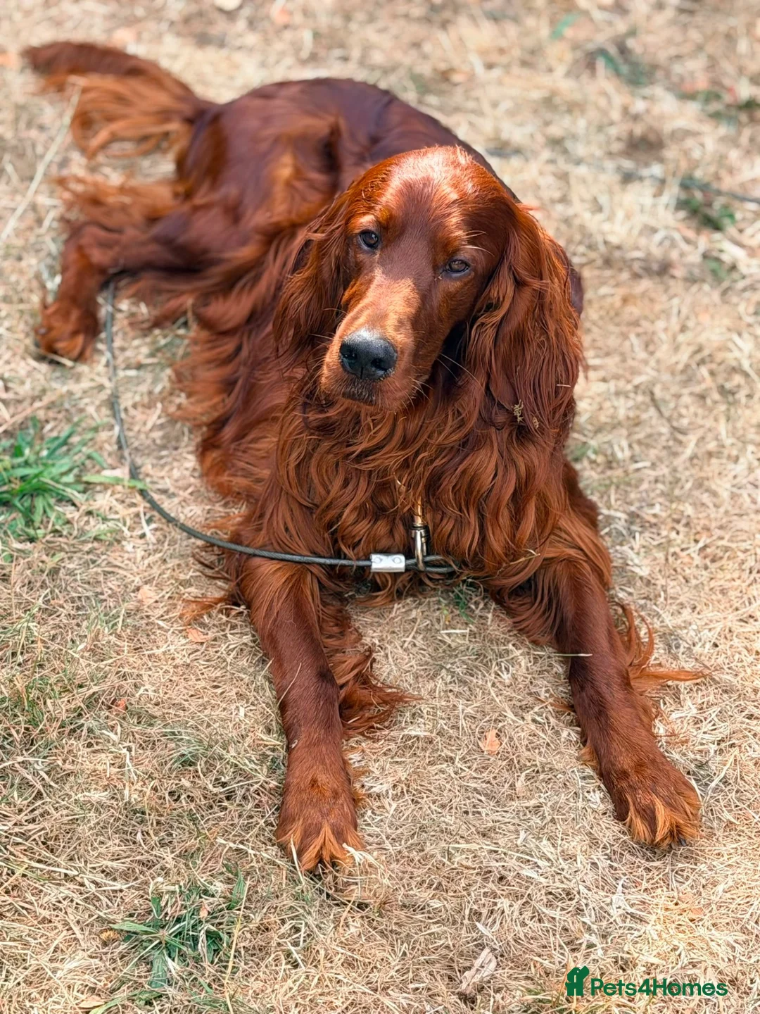Irish Setter dogs for stud: Ronnie the Red Setter  - Advert 2