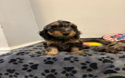 Mixed Breed dogs for sale: dixie pop puppies for sale - Image 5